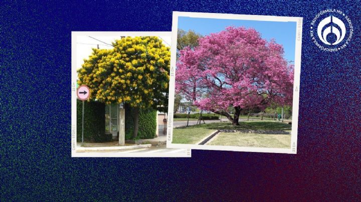 3 árboles floridos de mucho sol y poca agua para tu jardín o vereda