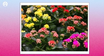 ¿Qué significa tener un kalanchoe en casa? Amarás la belleza de esta planta