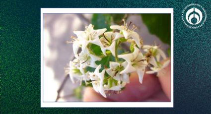 El árbol que no levanta banquetas, da flores en forma de estrella y mucha sombra