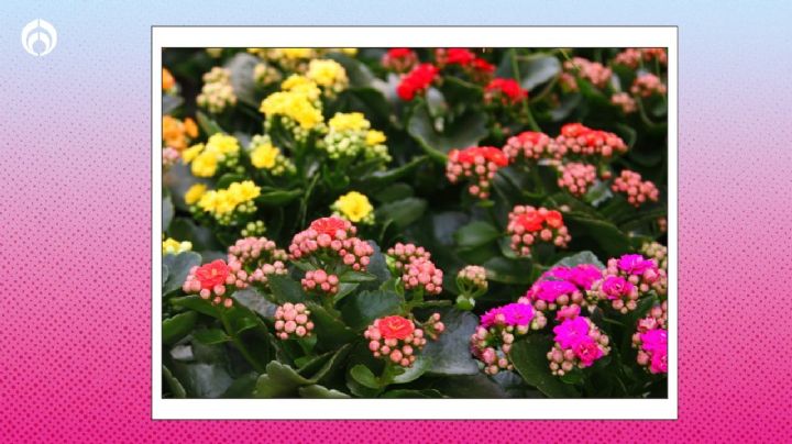 ¿Qué significa tener un kalanchoe en casa? Amarás la belleza de esta planta