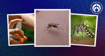 Temporada de mosquitos: ¿por qué las ronchas dan comezón y cómo aliviarla?