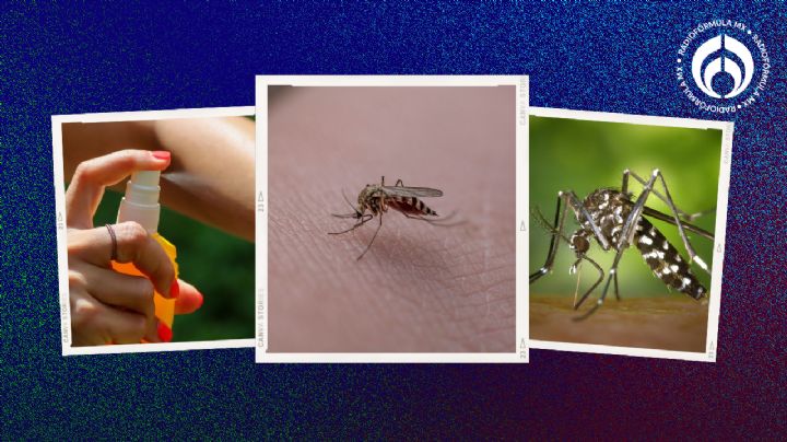 Temporada de mosquitos: ¿por qué las ronchas dan comezón y cómo aliviarla?