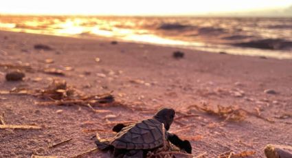 Liberan más de 200 tortugas marinas de la especie "Carey" en Yucatán