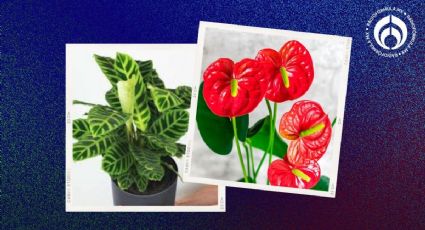 4 plantas poco conocidas ideales para un 'depa': crecen con poca luz y mucha humedad