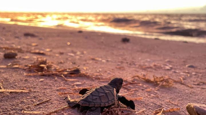 Liberan más de 200 tortugas marinas de la especie "Carey" en Yucatán