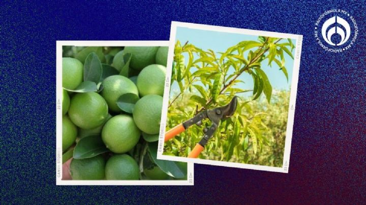 Árbol de limón: esta es la forma correcta de podarlo para que crezca sano y con muchos frutos