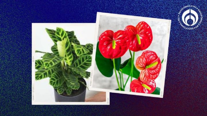 4 plantas poco conocidas ideales para un 'depa': crecen con poca luz y mucha humedad