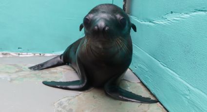 (VIDEO) Nace lobo marino en Aquarium de Veracruz y así puedes participar para ponerle nombre