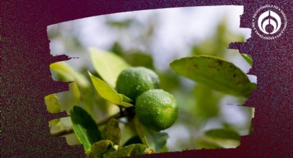 Árbol de limón: este es el mejor lugar para poner tu limonero y que tenga siempre frutos