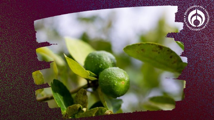 Árbol de limón: este es el mejor lugar para poner tu limonero y que tenga siempre frutos