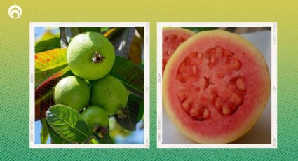 El secreto para que tu árbol de guayabas se llene de frutos en pocos meses