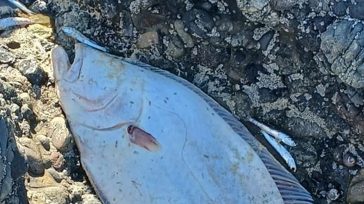 'Nos está pegando duro el cambio climático': dice Cosío tras mortandad de sardinas y langosta