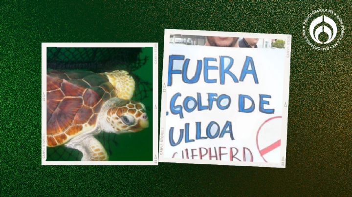 'Hunden' a Sea Shepherd en BCS: pescadores ganan batalla y Marina investigará muerte de tortugas