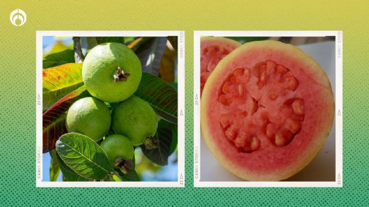 El secreto para que tu árbol de guayabas se llene de frutos en pocos meses