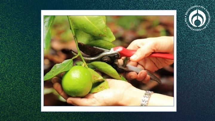 Árbol de limón: las mejores épocas del año para podarlo y maximizar su producción de frutos