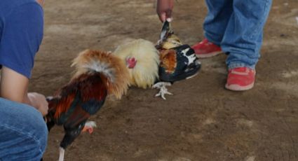 Se ponen bravos los 'galleros': gremio se pronuncia contra penalización a pelea de gallos