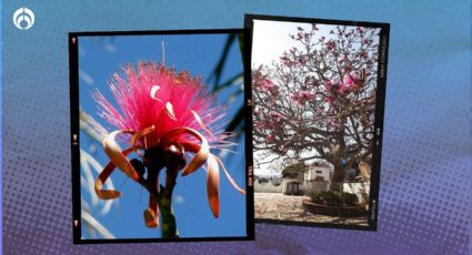 El árbol mexicano que florece casi todo el año, atrae colibríes y es de bajo mantenimiento