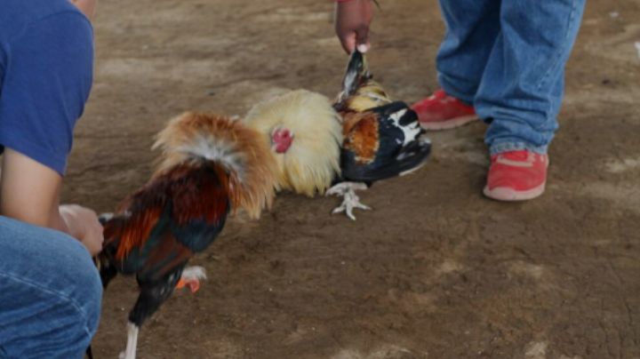 Se ponen bravos los 'galleros': gremio se pronuncia contra penalización a pelea de gallos