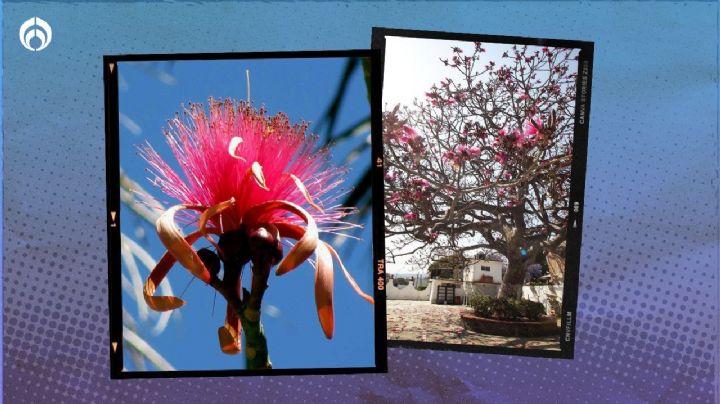 El árbol mexicano que florece casi todo el año, atrae colibríes y es de bajo mantenimiento