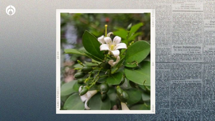 Este árbol refresca tu casa, no levanta banquetas y además ¡da frutas!