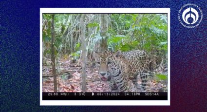 ¡Jaguares a la vista! Aumentan avistamientos en Reserva de Dzilam de Bravo (VIDEO)