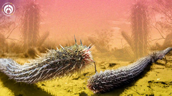 ¡Como si fuera de Disney! Así es la chirinola, el cactus caminante más raro de México