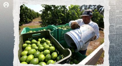 Extorsión a limoneros en Michoacán: productores ceden a pagar 'cuota' al narcotráfico