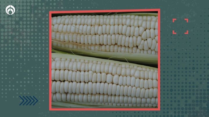 El truco para identificar que un elote está fresco y listo para consumirse