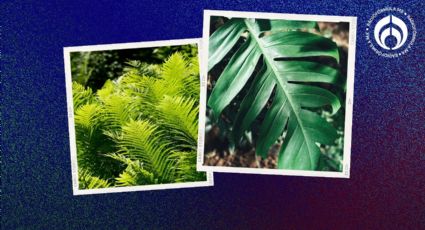 Dime qué planta tienes en tu jardín y te diré si aguanta las lluvias