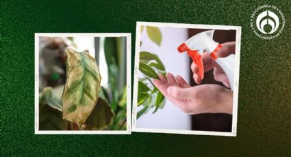 'Trucazo' exprés para eliminar los hongos de tus plantas con sólo dos ingredientes