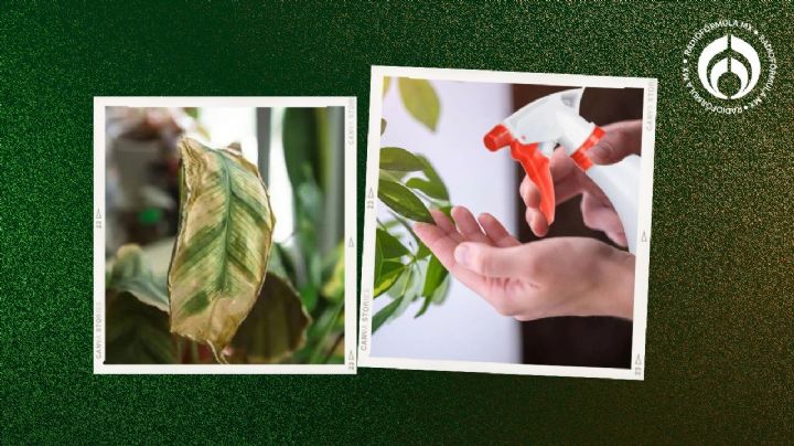 'Trucazo' exprés para eliminar los hongos de tus plantas con sólo dos ingredientes