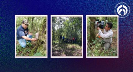 Tamaulipas y UANL arrancan monitoreo del Oso Negro con tecnología avanzada