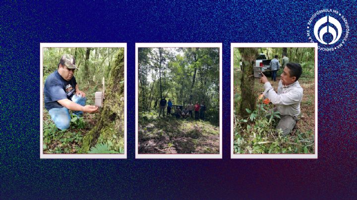 Tamaulipas y UANL arrancan monitoreo del Oso Negro con tecnología avanzada