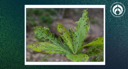 ¿Cómo evitar que los insectos se coman mis plantas?