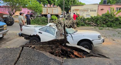 (FOTOS) Caída de árbol parte a la mitad un 'Tsuru' tras fuerte lluvia en Coatzacoalcos