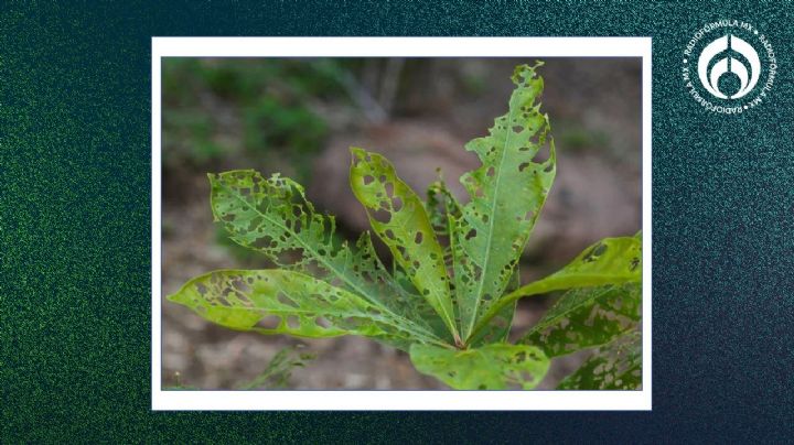 ¿Cómo evitar que los insectos se coman mis plantas?