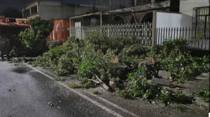 Reportan 30 árboles caídos por fuertes lluvias en Hermosillo