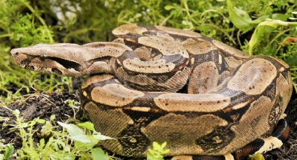 ¿Boa 'mecanico'? Hombre capta a serpiente tratando de meterse en motor de su auto