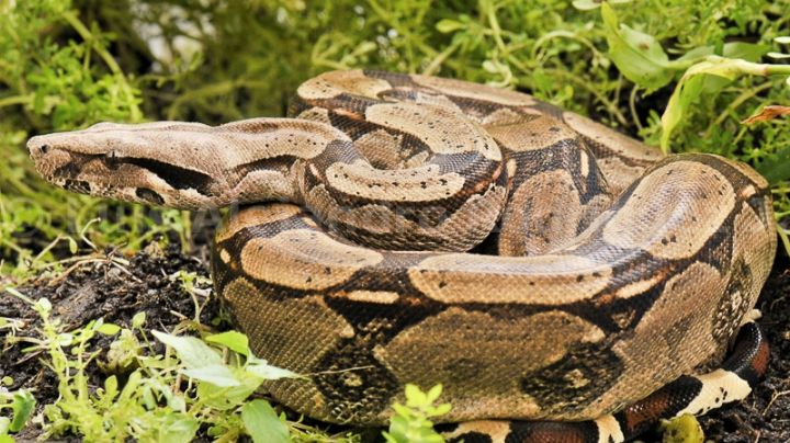 ¿Boa 'mecanico'? Hombre capta a serpiente tratando de meterse en motor de su auto