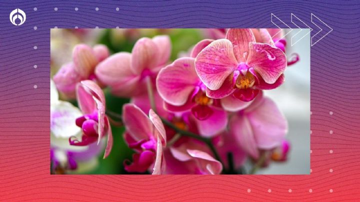 Llena tu orquídea de bellas flores con el tratamiento de ‘shock’