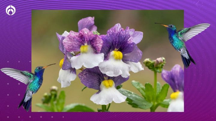 La planta que se adapta a cualquier clima, atrae colibríes y crece con enormes flores