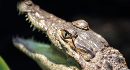 Guardianes prehistóricos de la Laguna: 240 millones de 'velitas' para celebrar a los cocodrilos