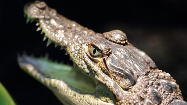 Guardianes prehistóricos de la Laguna: 240 millones de 'velitas' para celebrar a los cocodrilos