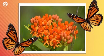 La planta ideal para decorar tu hogar en verano; ¡se llenará de mariposas Monarca en otoño!