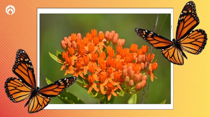 La planta ideal para decorar tu hogar en verano; ¡se llenará de mariposas Monarca en otoño!