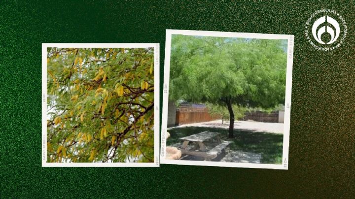 El árbol mexicano esbelto que casi no necesita agua y es ideal para espacios pequeños y banquetas