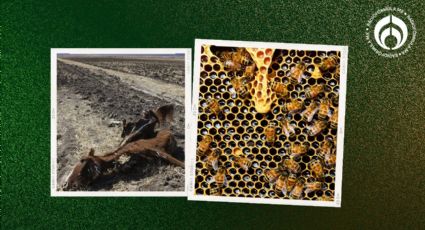 Lo que faltaba: ahora las abejas mueren masivamente en México; 'naturaleza nos castiga'