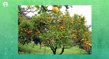 5 pequeños árboles frutales para plantar en septiembre y embellecer tu patio o banqueta