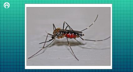 ¿Cuál es el mejor repelente de mosquitos para evitar piquetes y dengue? Estudio lo explica