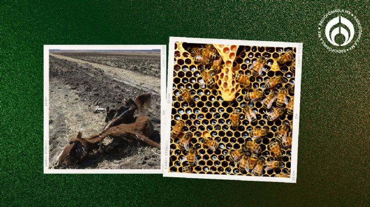 Lo que faltaba: ahora las abejas mueren masivamente en México; 'naturaleza nos castiga'